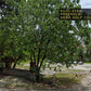 Flat Residential Land in Super Prime Area - Ampang Hilir , KLCC , TRX Kuala Lumpur